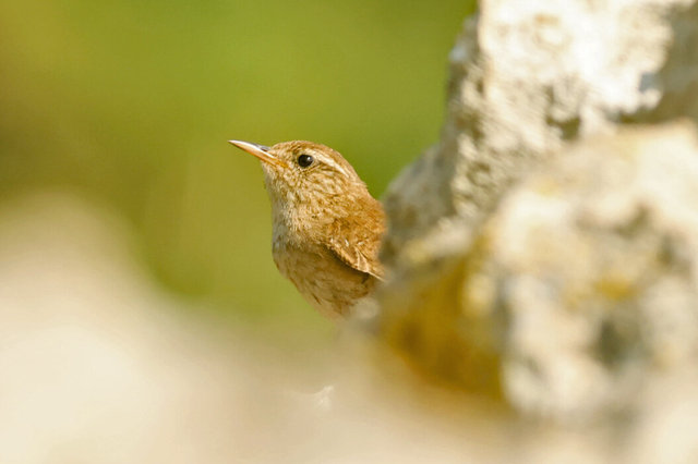 wren