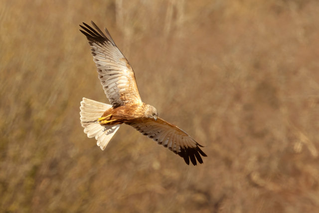 march harrier [male]