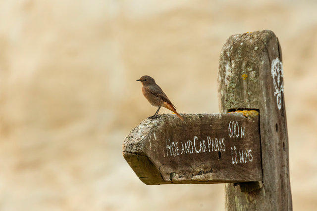 redstart 1 topaz samphite hoe crop psadj 01.09.24 IMG_8666 copy 3.jpg
