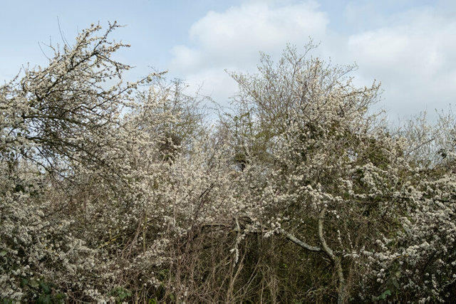 stodmarsh DSCF4177.jpg