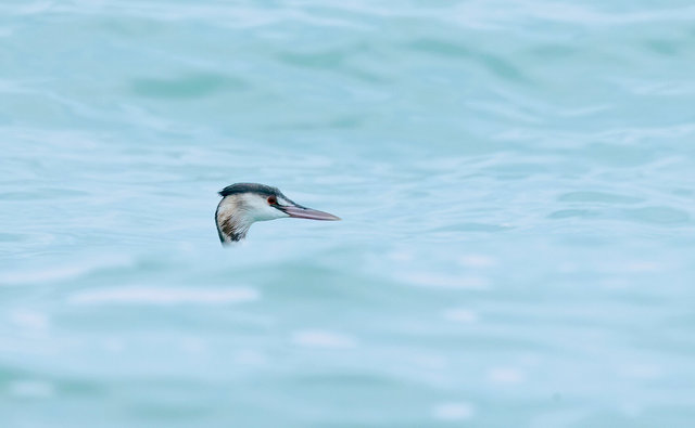 great crested grebe