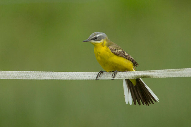 yellow wagtail