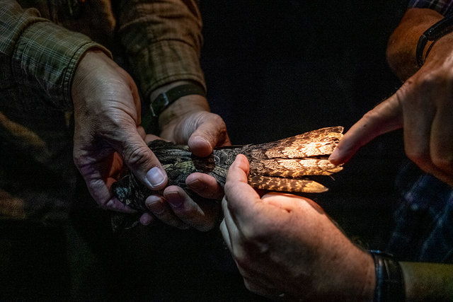 nightjar