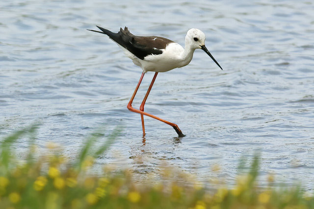 black-winged stilt 