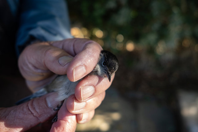 migration day 4 DSCF9393 copy.jpg