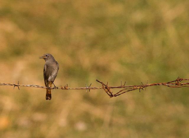 redstart