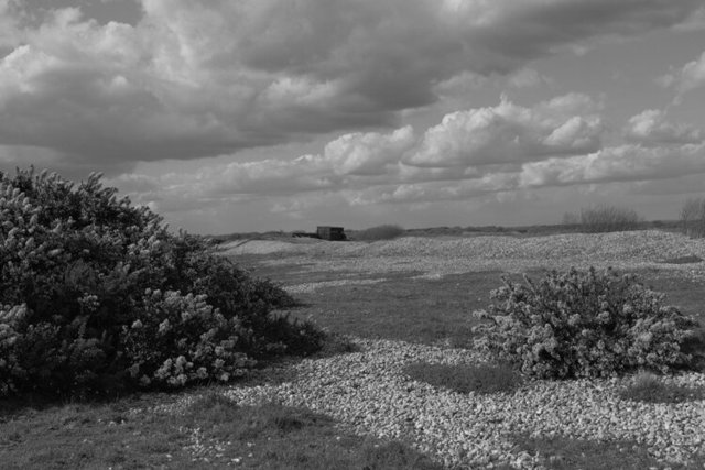 Dungeness 09.04.22 5 DSCF4282.jpg