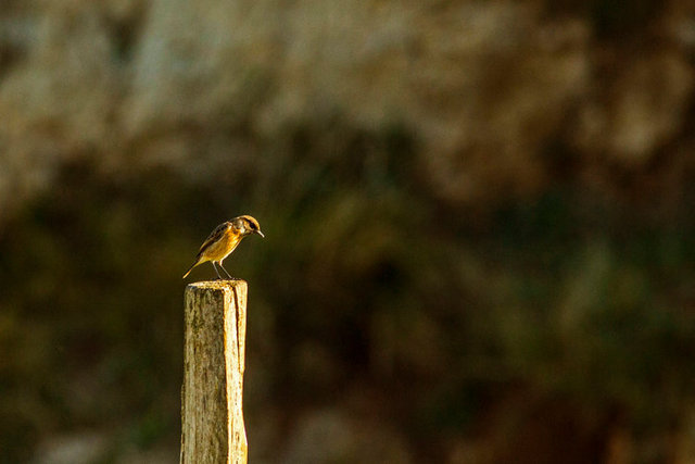 stonechat 