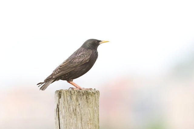 spotless starling