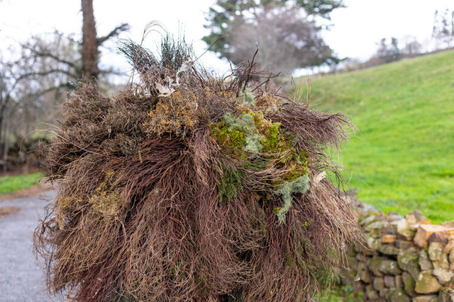 la vijanera sunday 21 IMG_9676.jpg