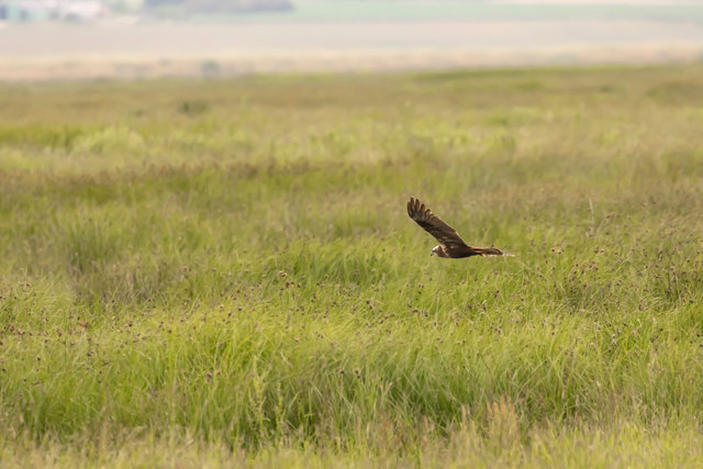 marsh harrier