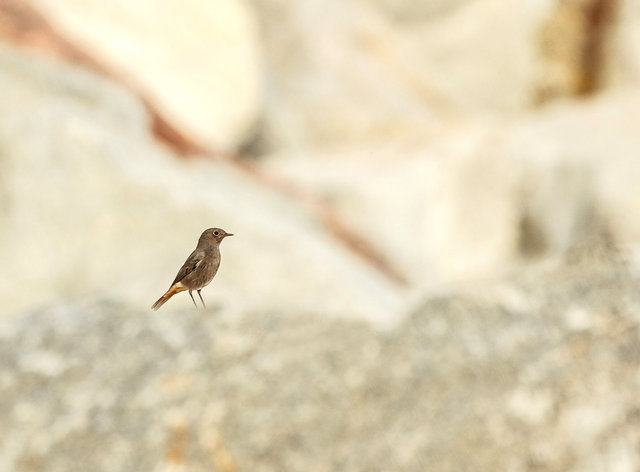 black redstart
