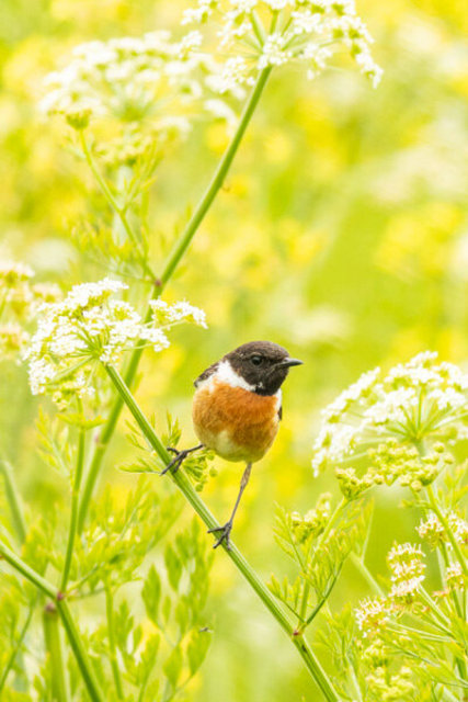 stonechat 