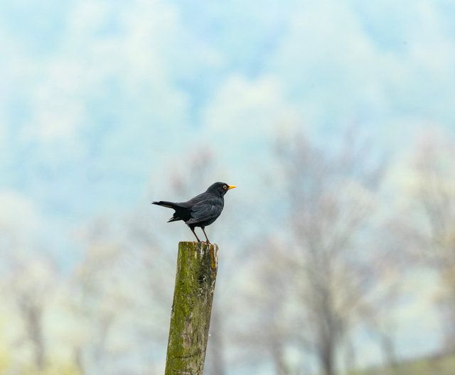 blackbird santa catalina crop_MG_0420 copy.jpg