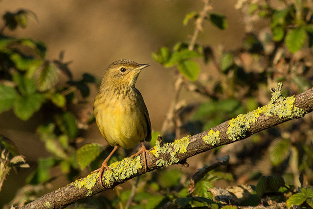 grasshopper warbler