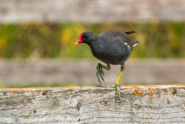 moorhen