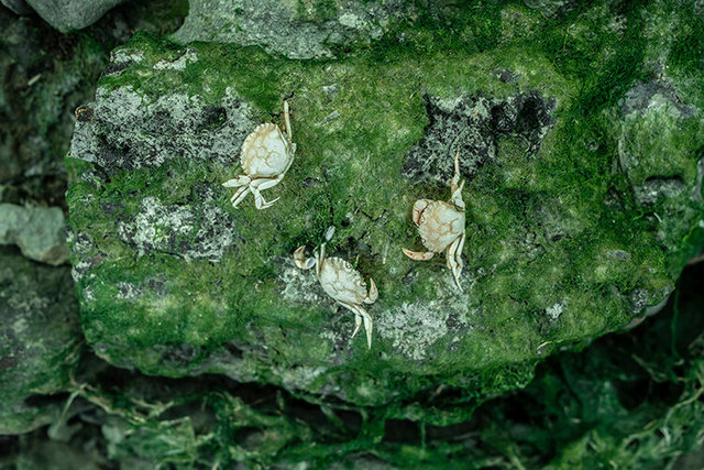 Web oare marshes crabs 1 DSCF9062.jpg