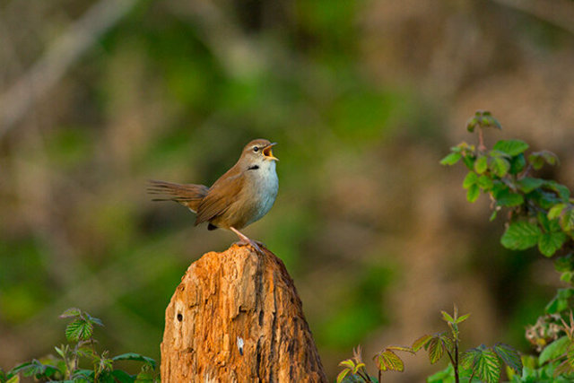 cettis warbler