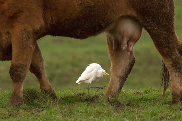 insta cattle egret & cow 1 crop 1O6A2533.jpg