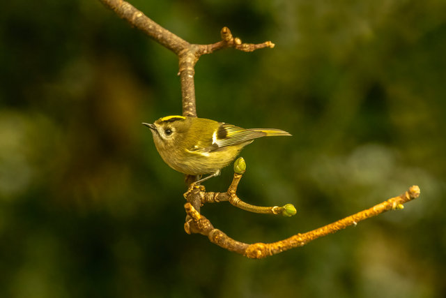 goldcrest