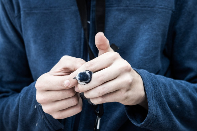 migration day 17 crop DSCF0072 copy.jpg