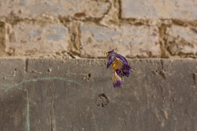 burgoyne 5 1O6A3765.jpg