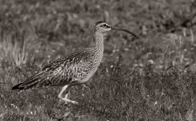 topaz whimbrel trial b&w sepia IMG_3509 2.jpg