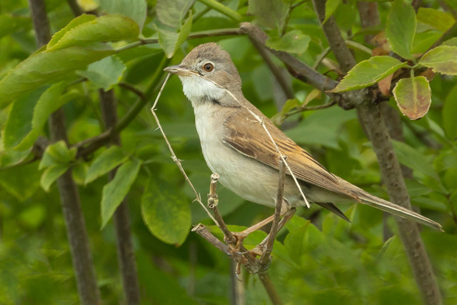 IG whitethroat with straw clo coladj 4 IMG_0225.jpg