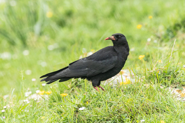 chough