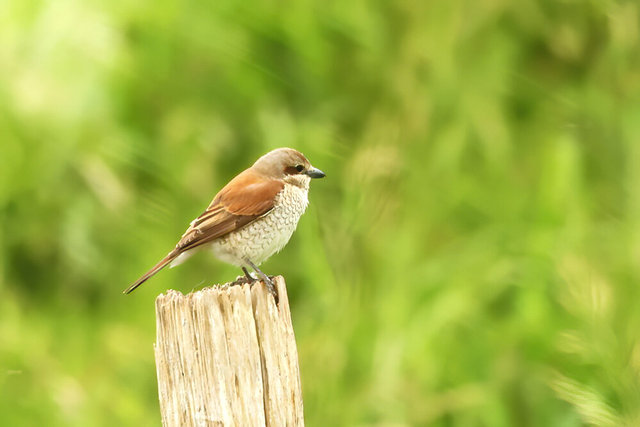 red backed shrike - female