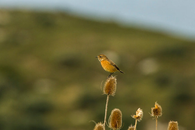 stonechat female