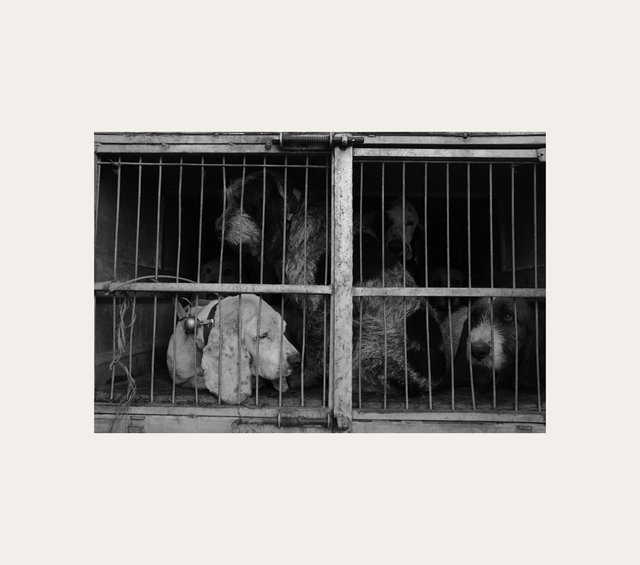 hunting dog trailer 2 2.jpg