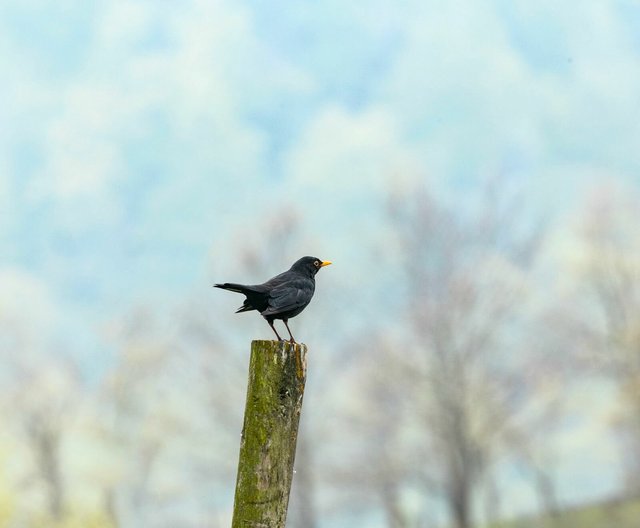 blackbird santa catalina.jpeg