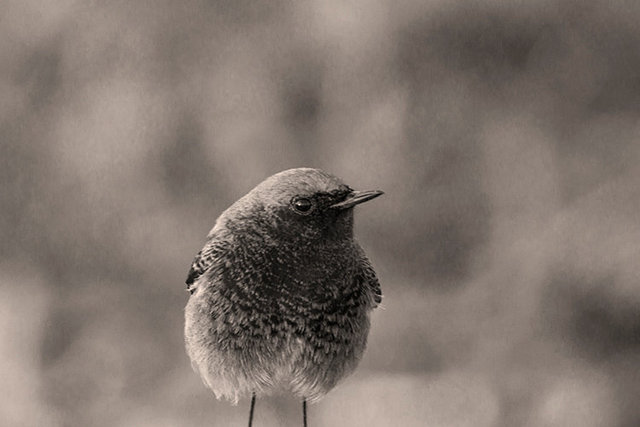 black redstart