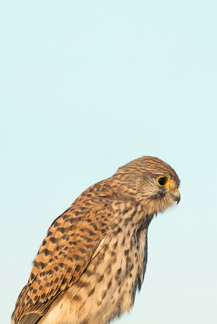 kestrel
