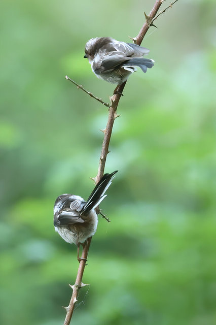 long tailed tit - juvenile