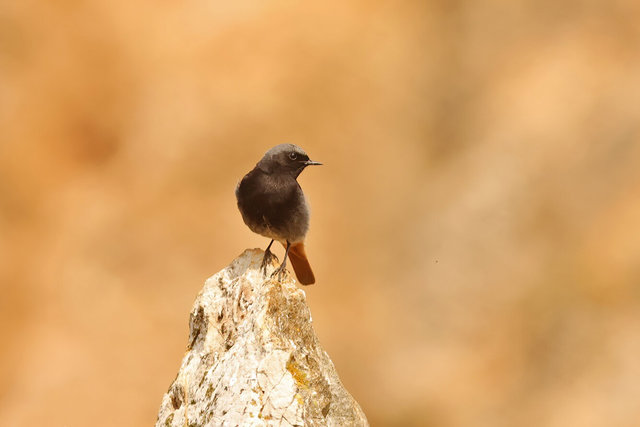 black redstart