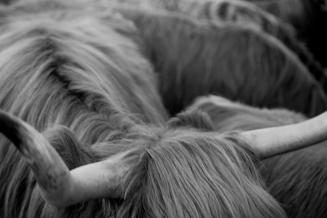 157 highland cattle 2 crop 1O6A9838.jpg