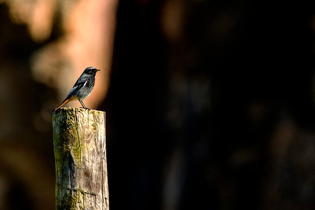 black redstart