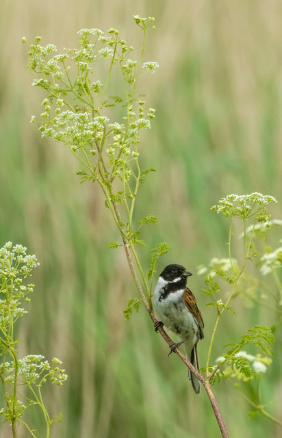 reed bunting