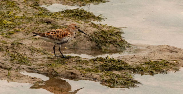 dunlin