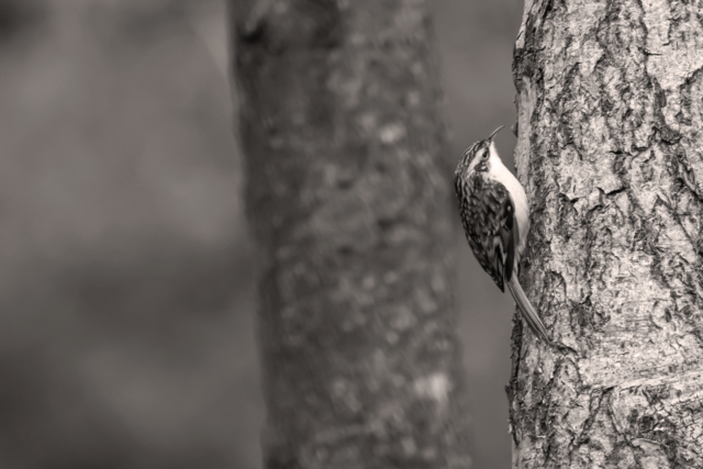 tree creeper