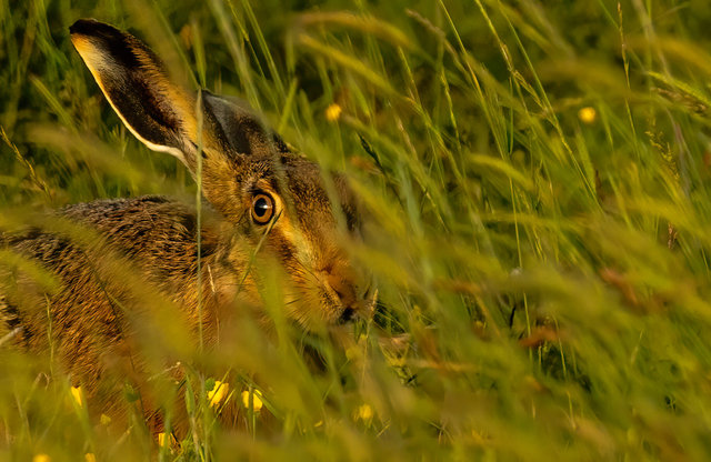 hare