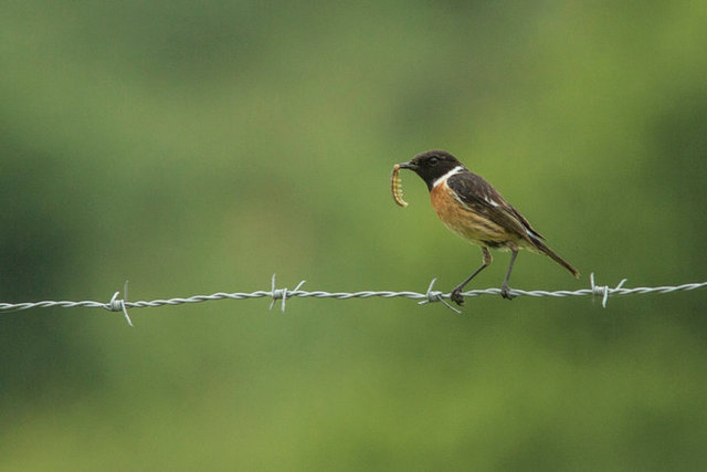 stonechat m