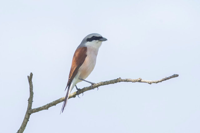 red backed shrike