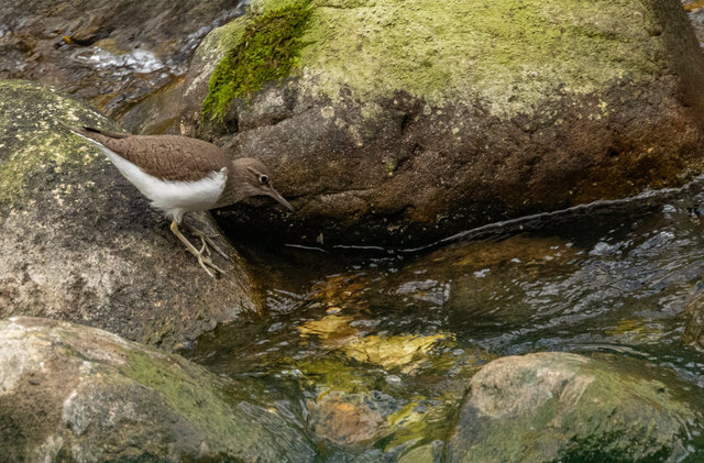 sandpiper