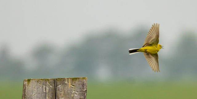 yellow wagtail elmley 2 crop adj IMG_4428.jpg