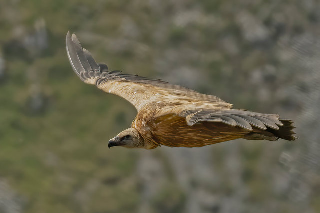 griffon vulture