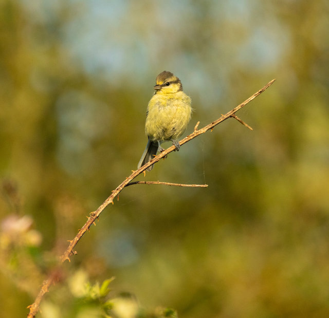 blue tit 2 crop sandwich bay 10.08.23 IMG_0317 IMG_0327.jpg