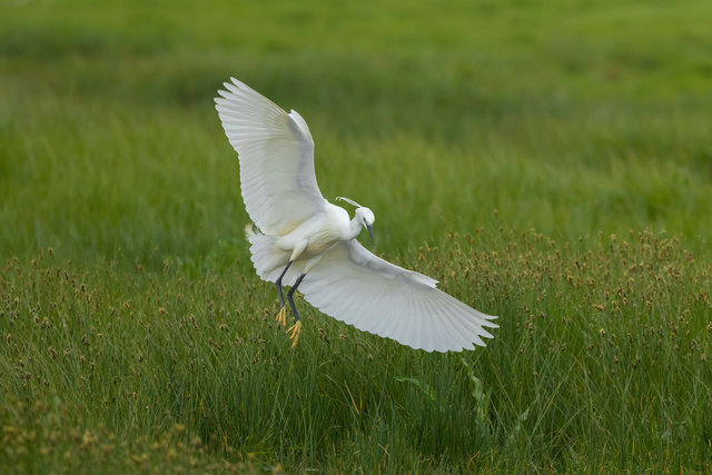 little egret elmley 02.04.24 IMG_4392.jpg